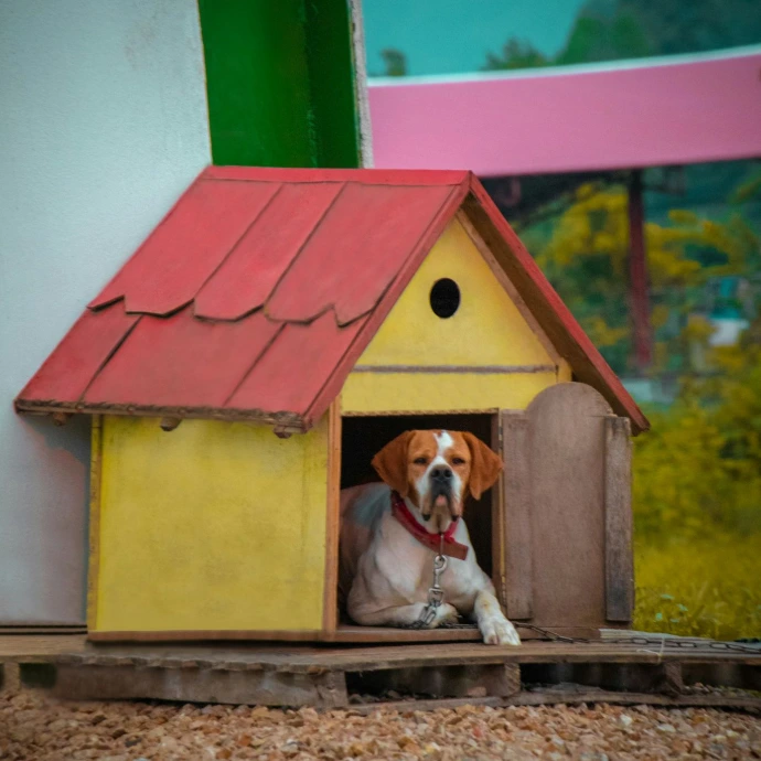 brown and white short coated dog on red and green wooden house